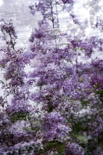 A close-up, soft focus image of numerous purple lilac blossoms filling the frame, with a textured, light background.