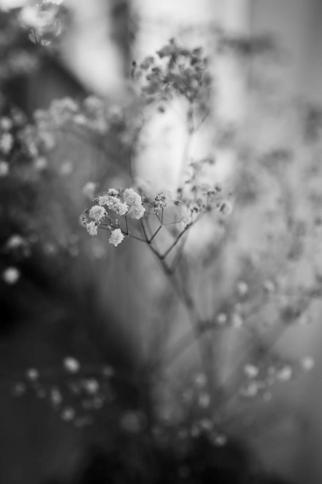 A black and white close-up photo of small, delicate flowers, possibly baby's breath, with a soft, blurred background.