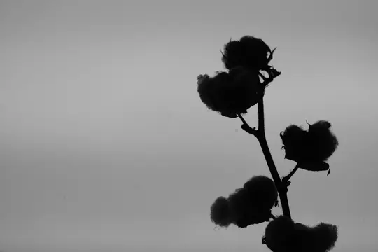 A black and white photo shows the silhouette of a cotton plant branch with several fluffy bolls against a light grey sky.