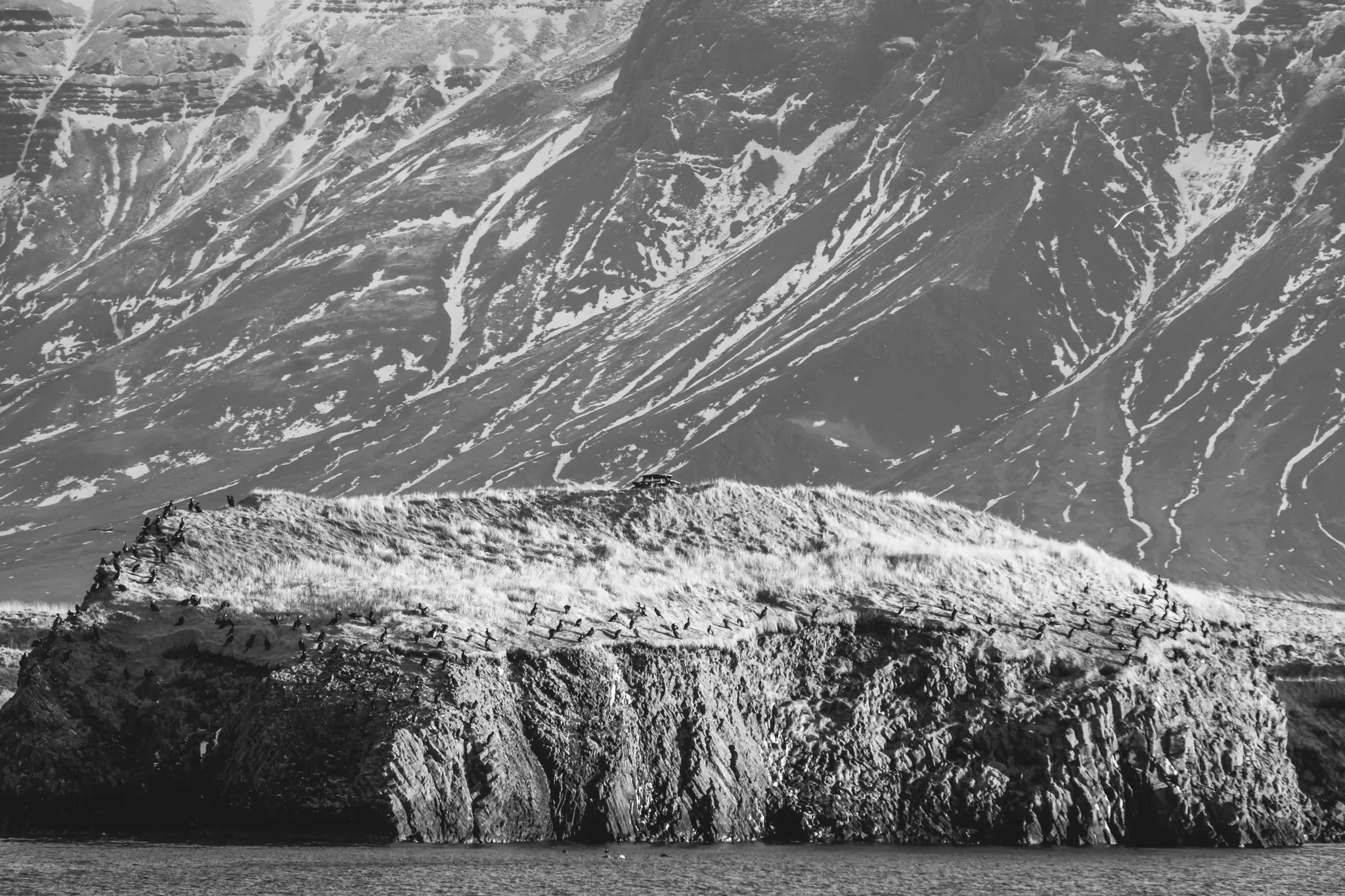A black and white photo of a rocky island covered in dry grass and numerous birds, with a vast, snow-streaked mountain…