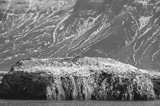 A black and white photo of a rocky island covered in dry grass and numerous birds, with a vast, snow-streaked mountain…
