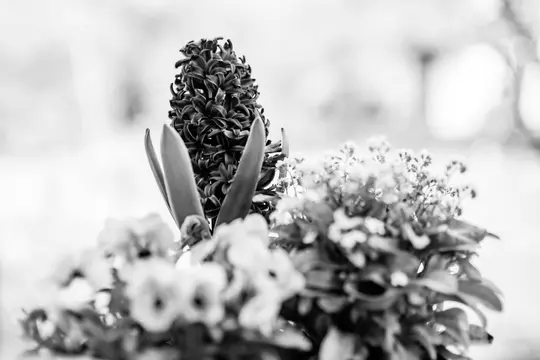A black and white close-up of a hyacinth with tightly packed petals, flanked by two broad leaves, surrounded by blurred…