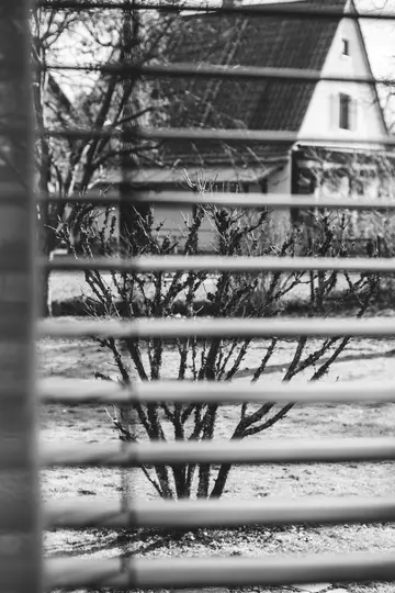A black and white photo looking through horizontal blinds at a bare, gnarled bush in a yard. A house and trees are blurred…