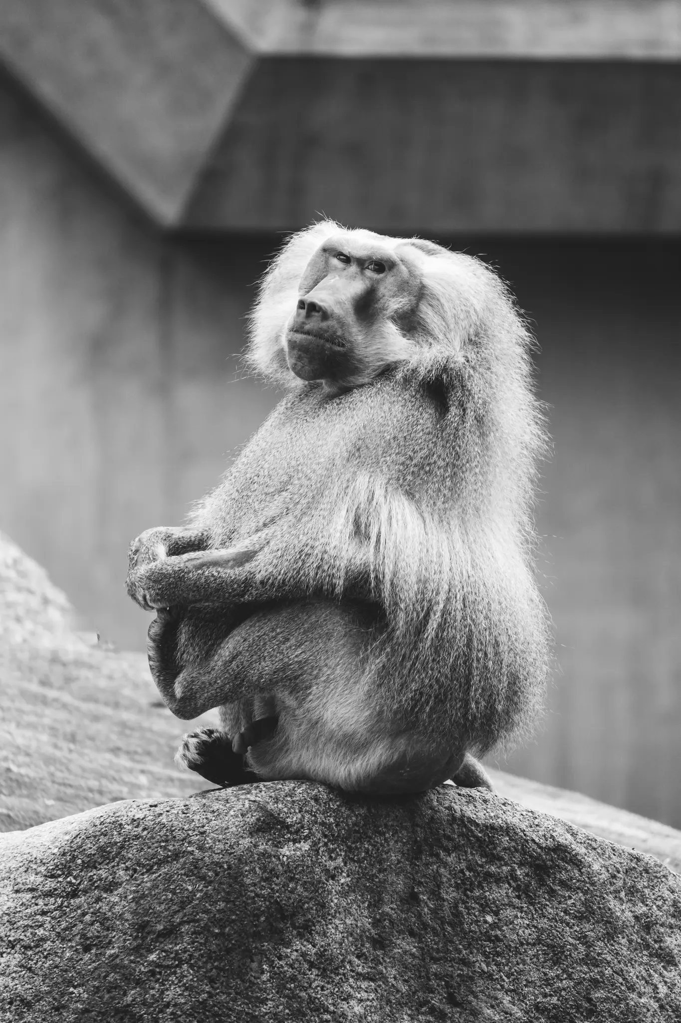 A black and white medium close-up shows a baboon with shaggy fur sitting on a textured rock, looking left.