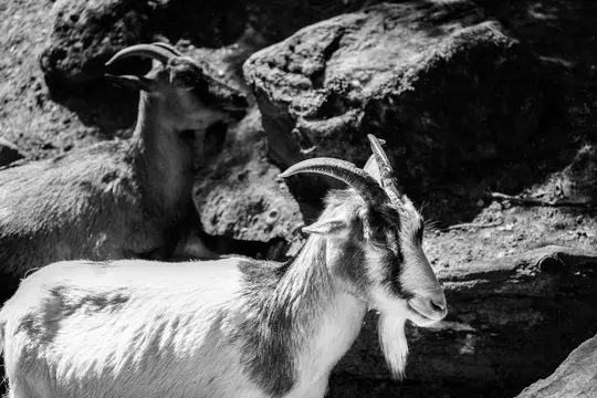 A black and white medium close-up shows two goats among rocks. The foreground goat has a white body with dark markings and…