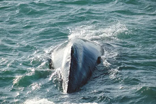 A dark blue whale's back and part of its dorsal fin emerge from the surface of teal, choppy ocean water.