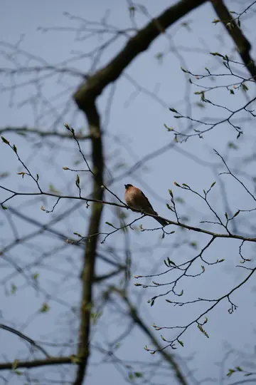 A small, reddish-brown bird sits on a thin, bare tree branch with light green buds against a clear blue sky.