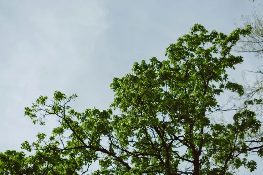 A low-angle shot of a tree with lush green leaves and dark branches, set against a soft, light blue sky.