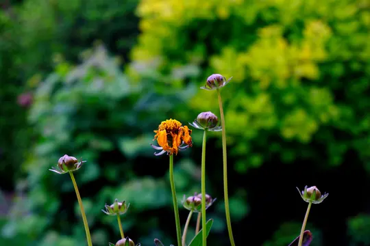 Et nærbillede af en vissnende orange blomst med rynkede kronblade, omgivet af flere lukkede lilla og grønne blomsterknopper.