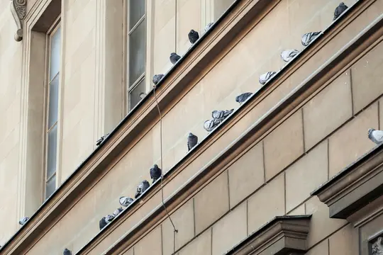 En diagonal visning af en stenbygnings facade med flere duer siddende på dens udhæng og vindueskarme.