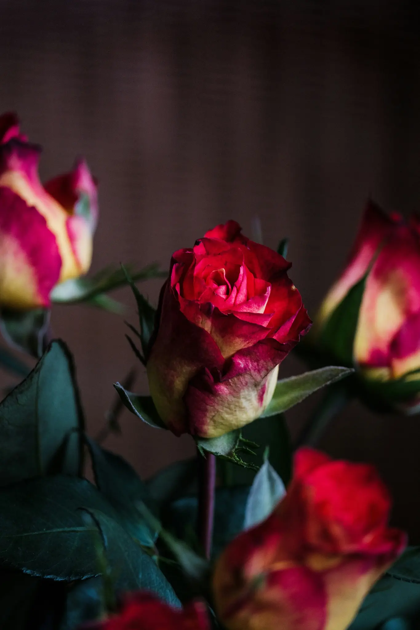 A close-up shot of several rosebuds, primarily a central one, with petals that are a mix of deep red and yellow. Green…