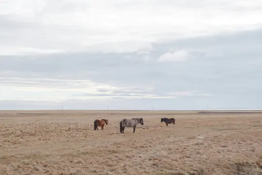 Three horses, one reddish-brown, one gray, and one dark brown, stand spread out in a wide, flat, dry grassy field.