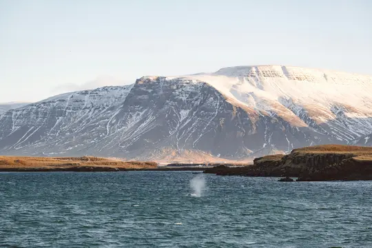 En hval sprøjter vand i forgrunden af et bredt landskab. Bagved er mørke, klippefyldte kyster og snedækkede bjerge.