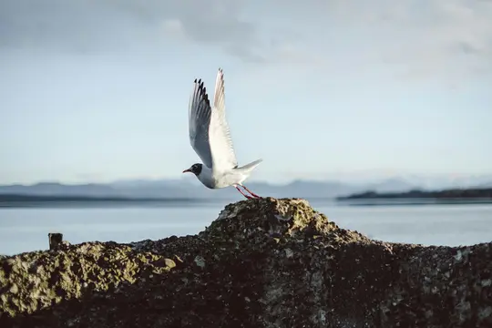 A black-headed gull with white body and black head takes off from a dark, textured rock, wings spread high. A calm blue…