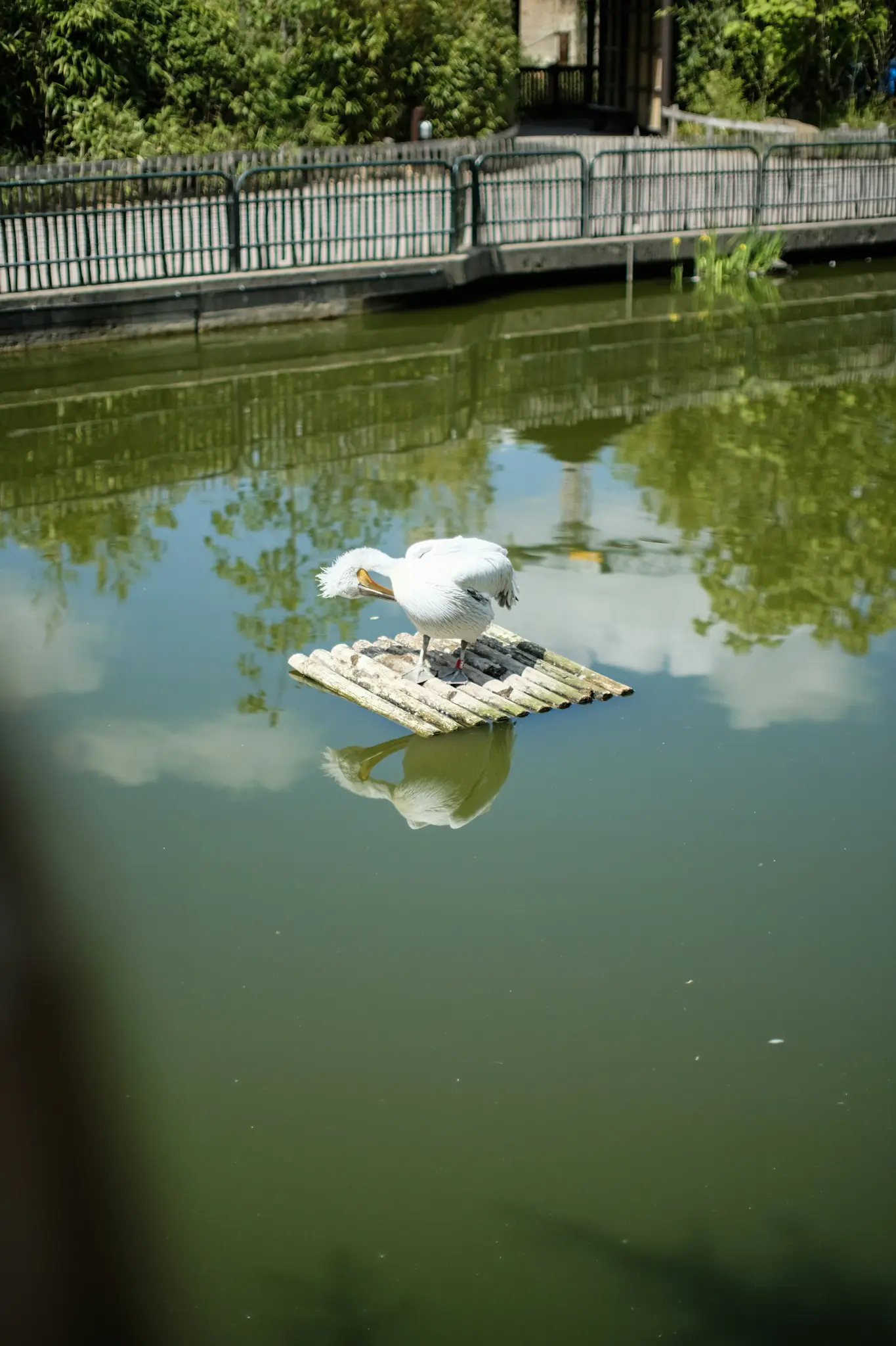 A white pelican with a yellow beak stands on a small, light-colored wooden raft in calm green water, preening its back…