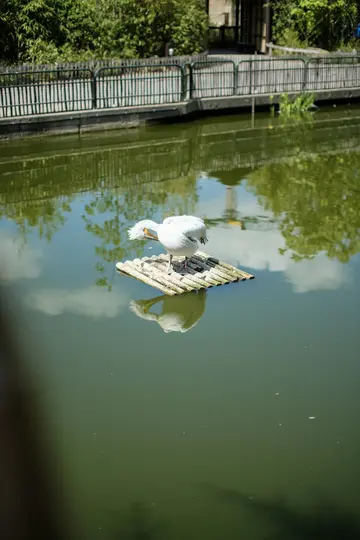 A white pelican with a yellow beak stands on a small, light-colored wooden raft in calm green water, preening its back…