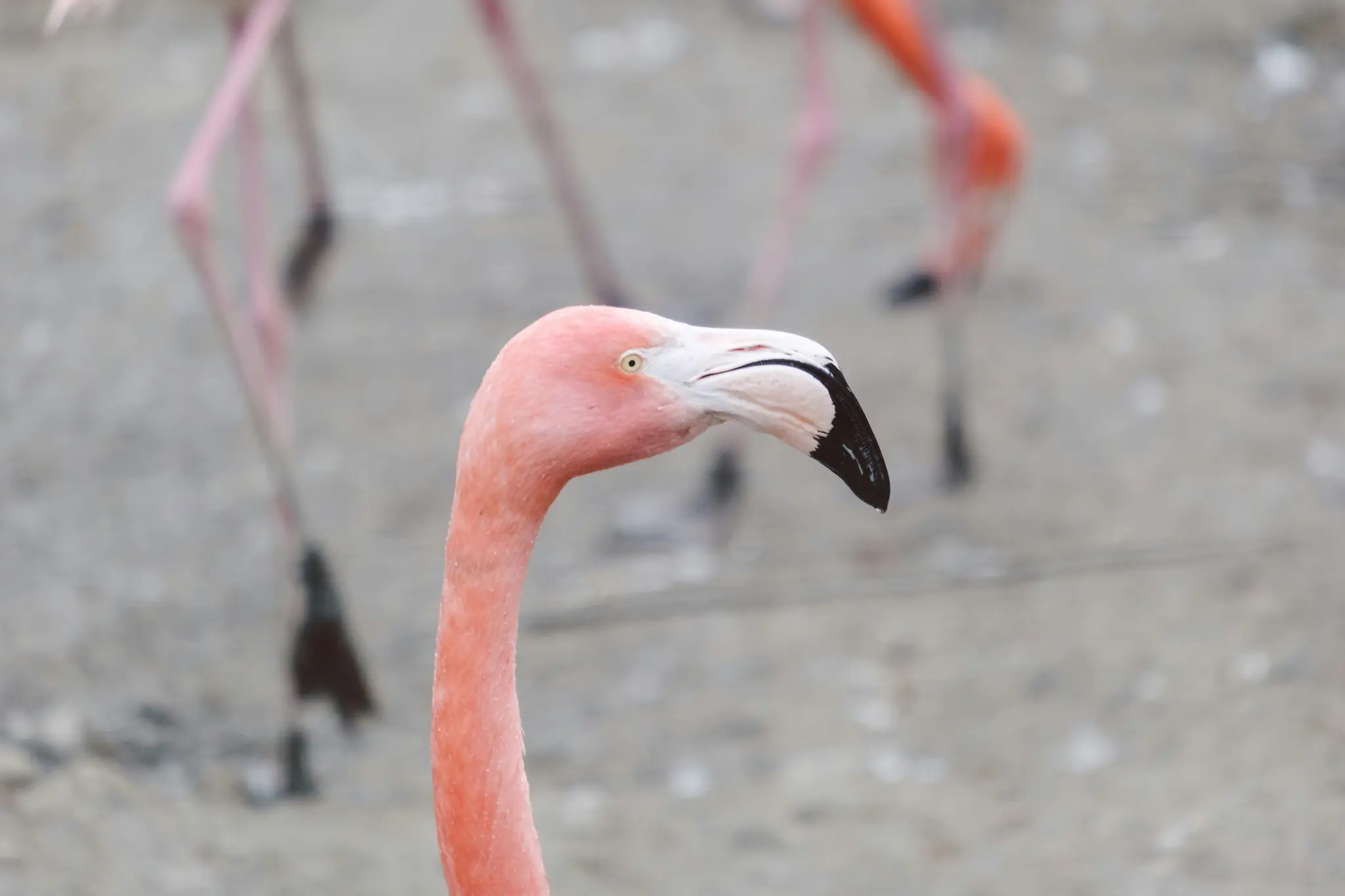 Primo piano di un fenicottero rosa, con il suo caratteristico becco ricurvo e l'occhio giallo. Altri fenicotteri sono