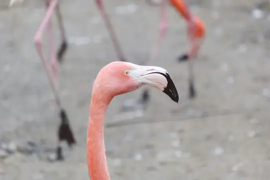 A close-up of a pink flamingo's head and neck, with its distinctive curved beak and yellow eye. Other flamingos are blurred…