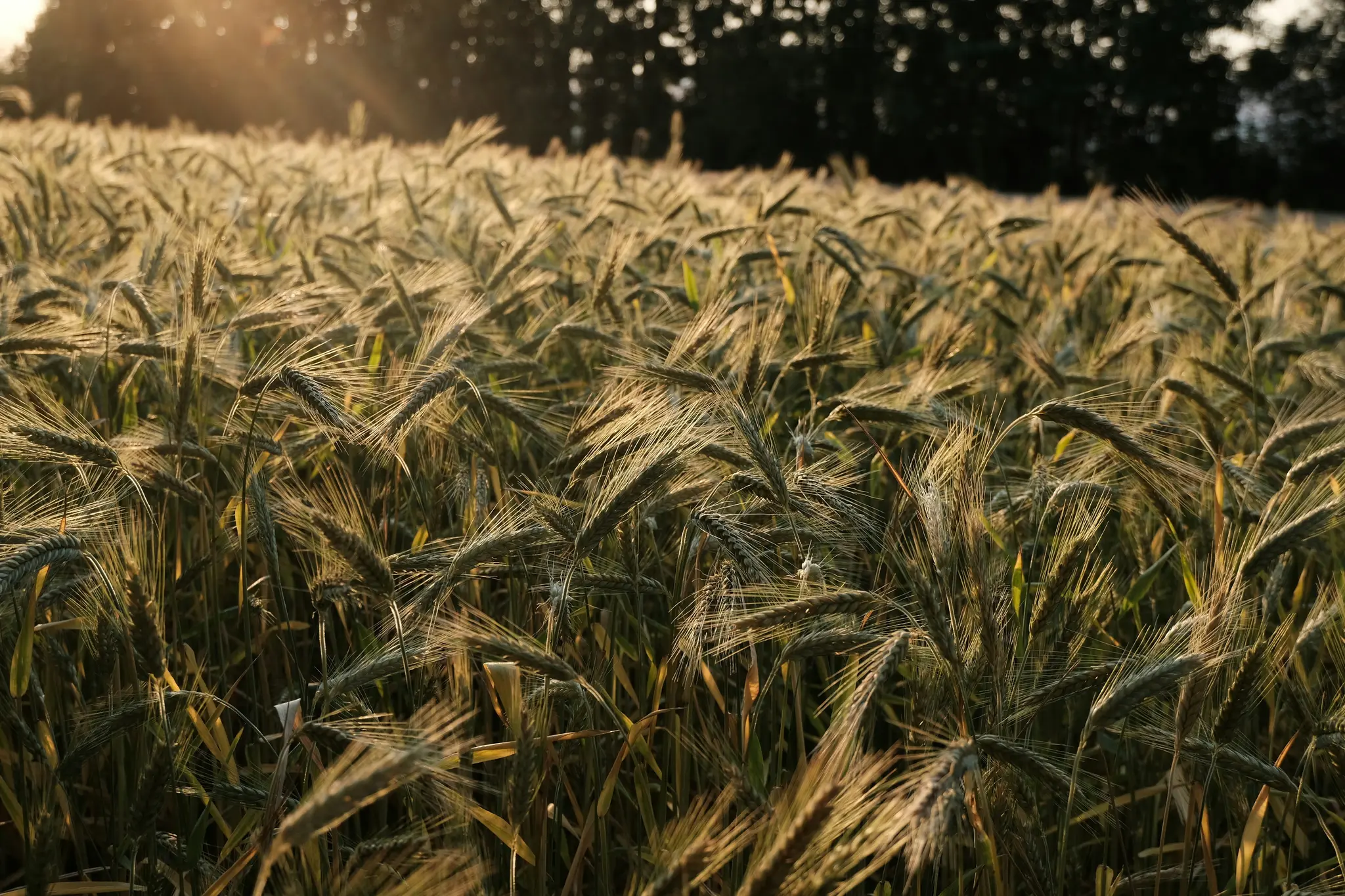 A vast field of golden-green grain stalks, illuminated by the warm, low light of the setting sun. Dark trees line the…