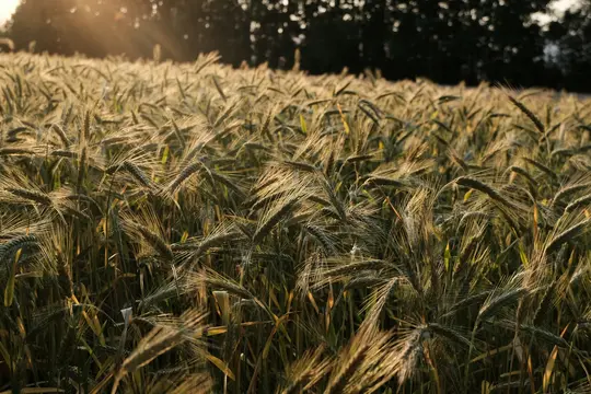 A vast field of golden-green grain stalks, illuminated by the warm, low light of the setting sun. Dark trees line the…