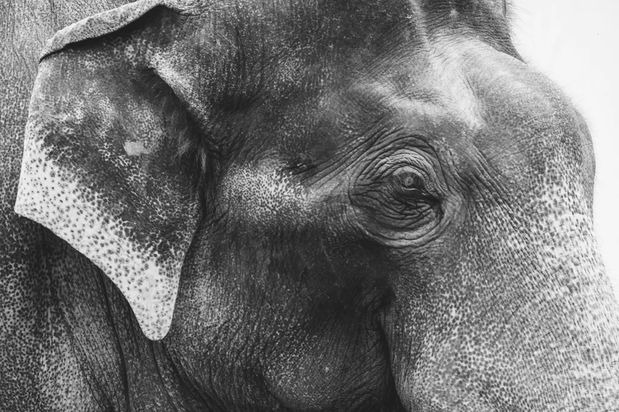 A detailed black and white close-up of an elephant's head, showing its wrinkled skin, eye, and part of its ear.