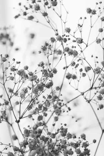 Et sort-hvidt nærbillede af talrige små, delikate blomster med tynde stilke mod en lys, sløret baggrund.