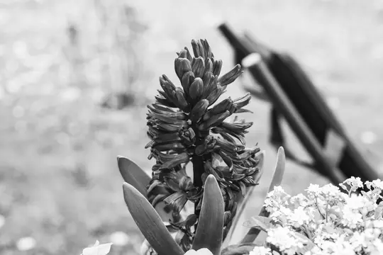 A black and white close-up of a hyacinth plant with many tightly closed buds, flanked by broad leaves and small white…