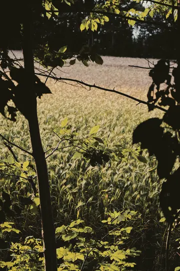 A sunlit field of golden and green grain is seen through the dark, silhouetted branches and leaves of trees.