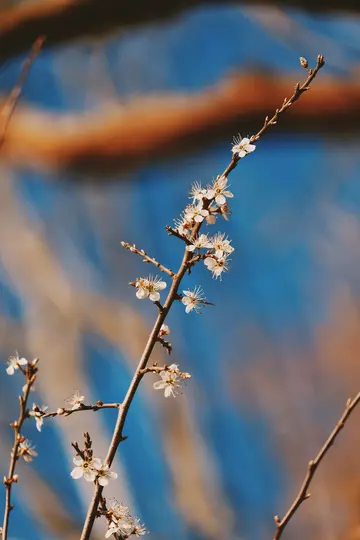 A close-up of a brown tree branch covered in small white blossoms with delicate stamens, set against a blurred blue and…