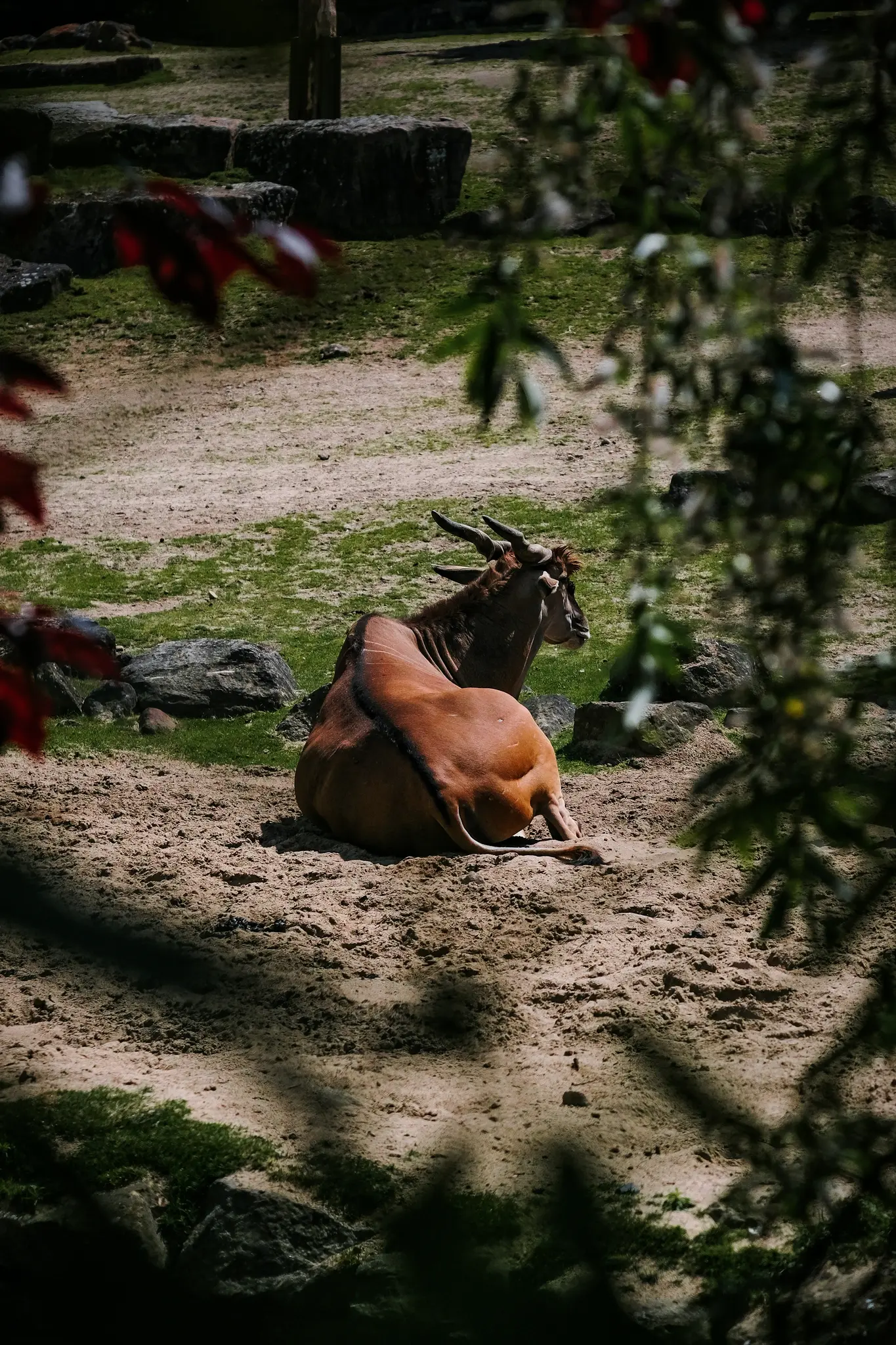 Velká hnědá antilopa s výraznými rohy leží na písčitém povrchu a dívá se doprava. V pozadí je zelená tráva a kameny.