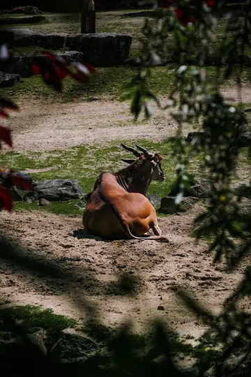 En stor brun antilope med fremtrædende horn ligger på sandet jord og kigger mod højre. Grønt græs og sten er i baggrunden.