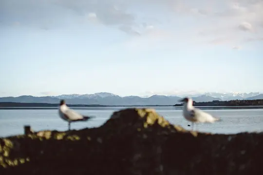 Two blurred seagulls stand on a dark, rocky foreground. Behind them, a calm lake stretches to a distant range of…