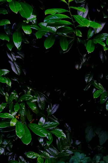 A close-up shot of vibrant green leaves forming a natural frame around a deep black, shadowy center.
