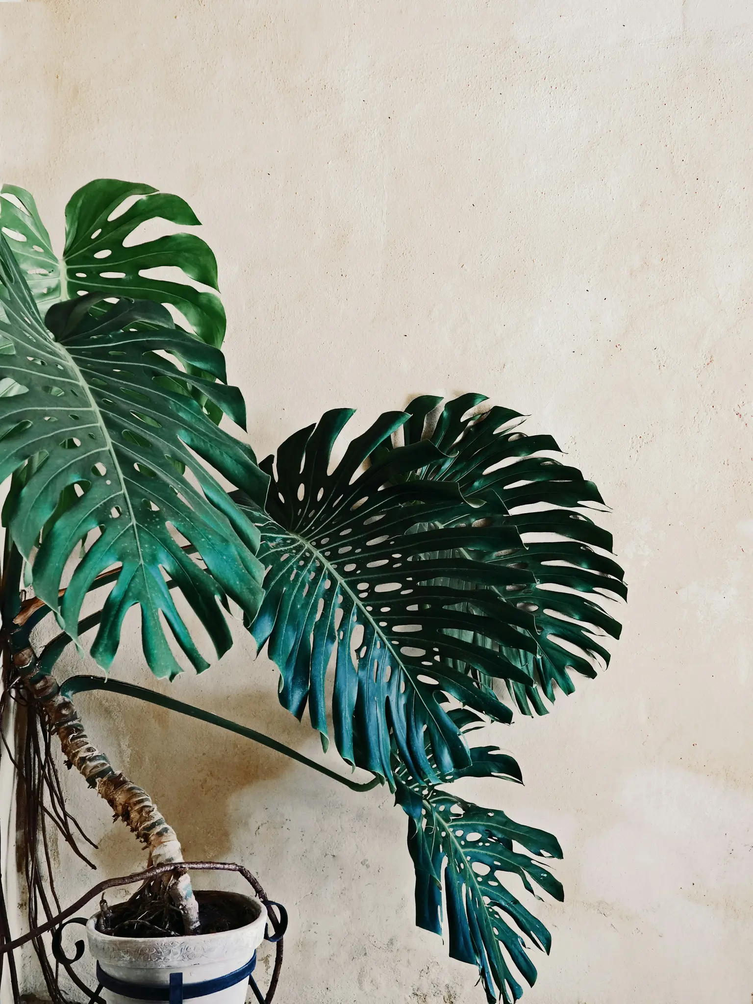 En stor Monstera-växt med mörkgröna, fenestrerade blad står i en vit kruka med blå ränder, mot en ljusbeige…