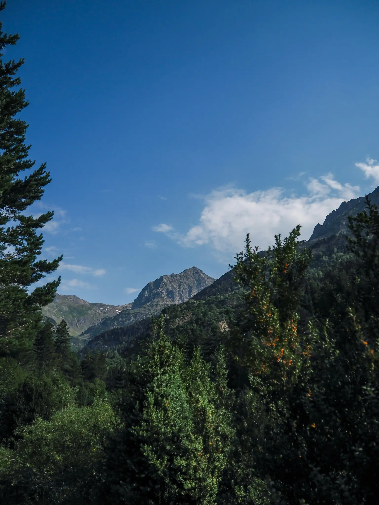 En vid bild av en bergskedja täckt av täta gröna tallskogar under en klarblå himmel med utspridda vita moln.