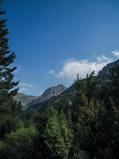 En vid bild av en bergskedja täckt av täta gröna tallskogar under en klarblå himmel med utspridda vita moln.