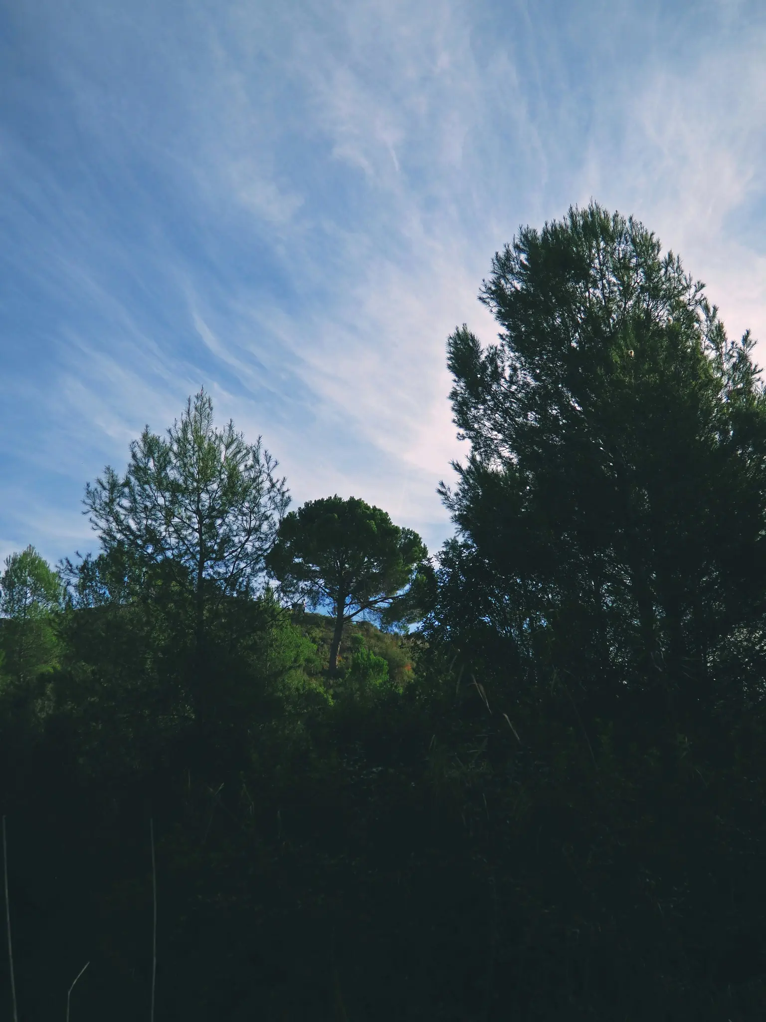 En bred landskapsvy av en skog med mörkgröna träd mot en blå himmel med tunna vita moln.