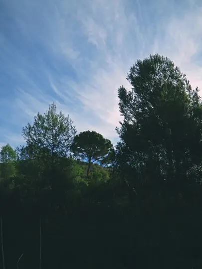 En bred landskapsvy av en skog med mörkgröna träd mot en blå himmel med tunna vita moln.