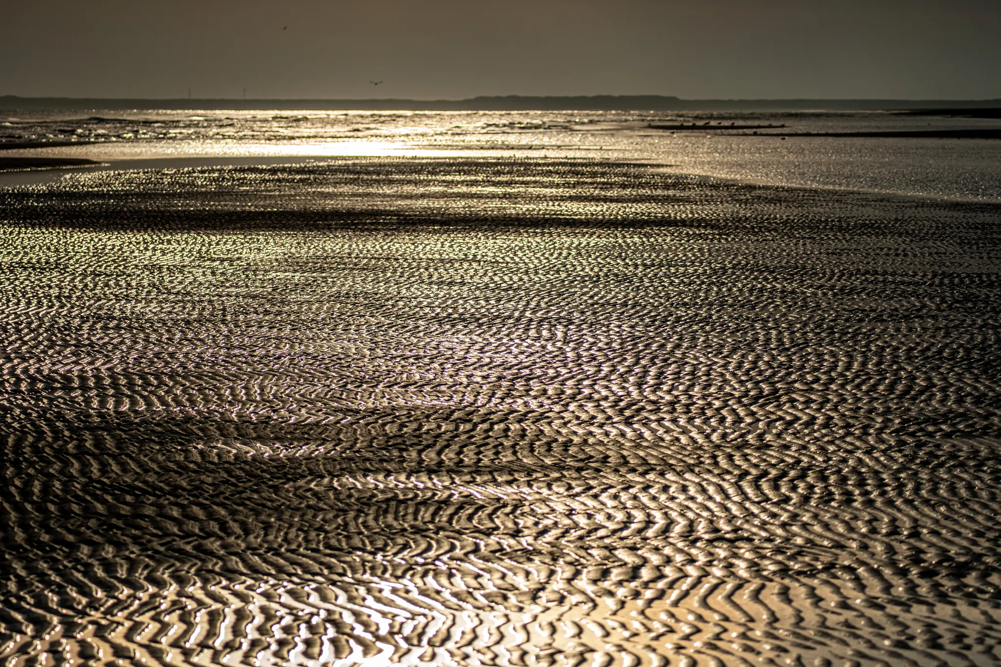 A wide landscape photo of a tidal flat at golden hour, showing intricate ripples in the wet sand reflecting sunlight.