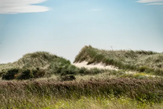 Et bredt landskabsfoto af rullende sandklitter dækket af forskellige nuancer af grønne og brune græsser under en blegblå