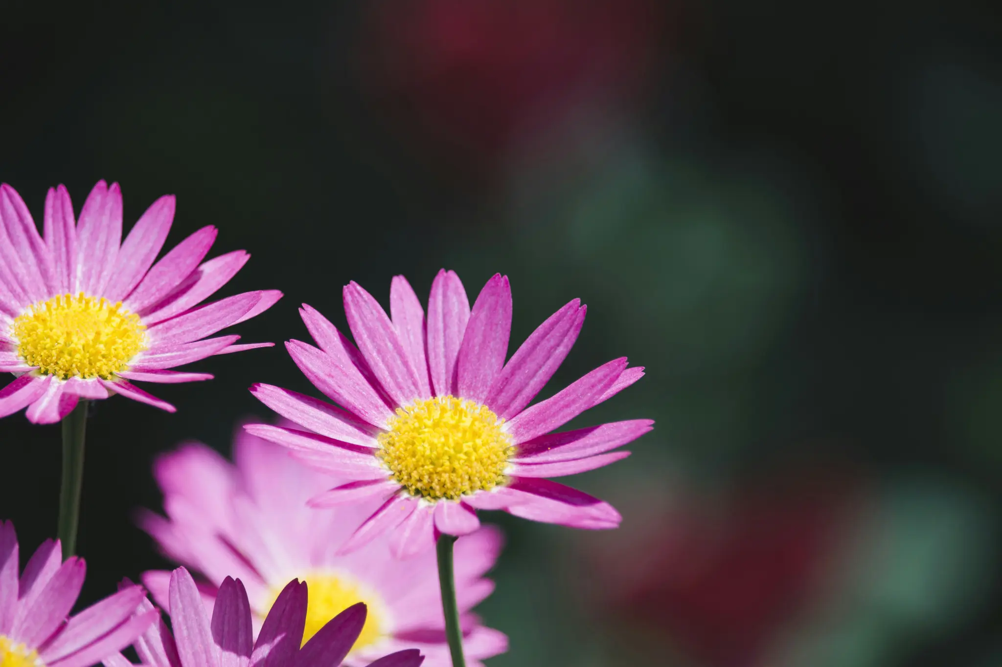 Et nærbillede af flere levende, pink margueritlignende blomster med klare gule centre mod en mørk, sløret baggrund.