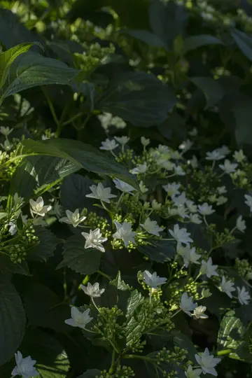 A close-up shot of a plant with many small white flowers and green leaves, some brightly lit by sunlight and others in deep…