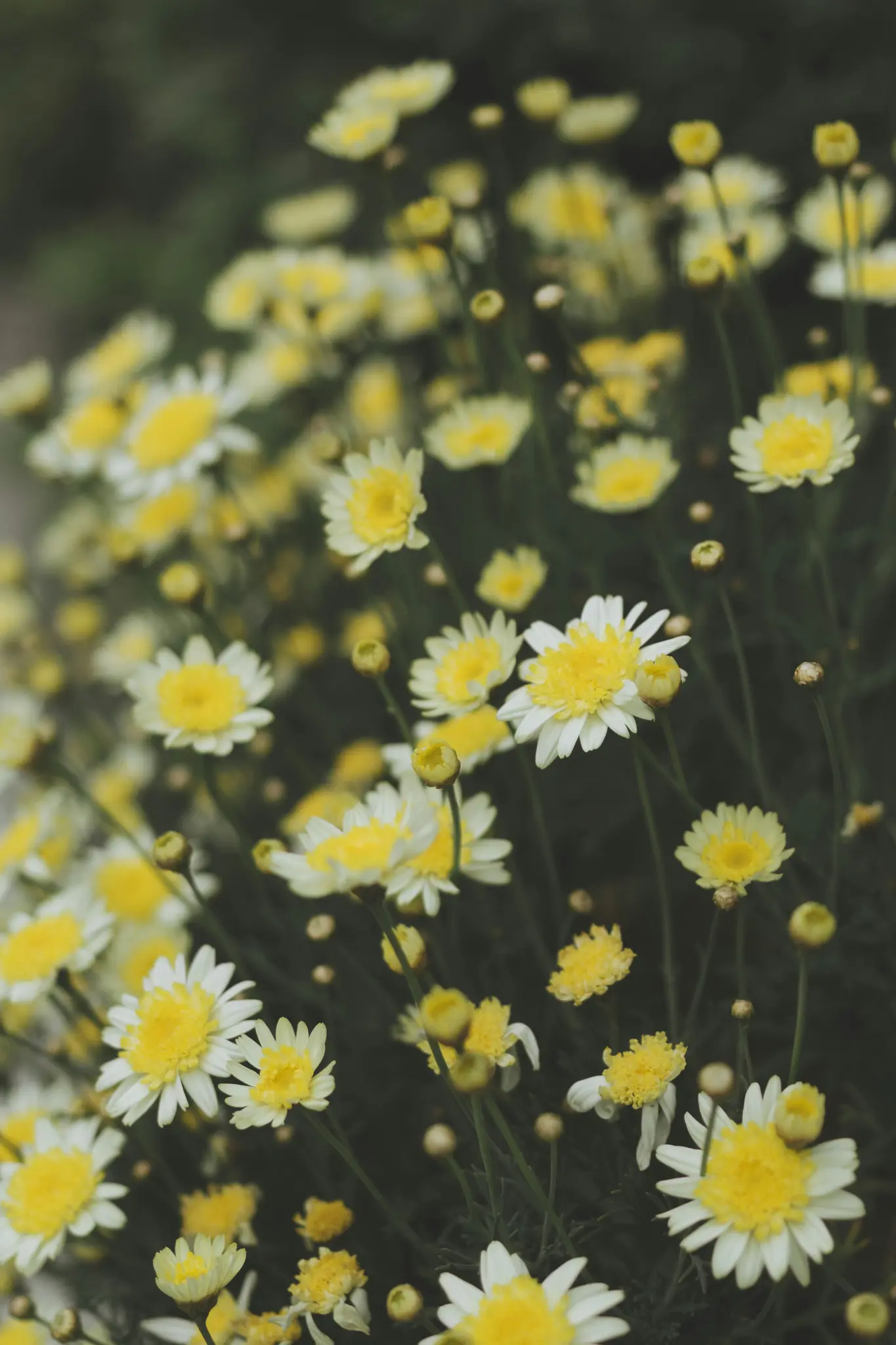 Nahaufnahme, leicht entsättigte Aufnahme zahlreicher weißer und gelber gänseblümchenartiger Blumen mit grünen Stielen und