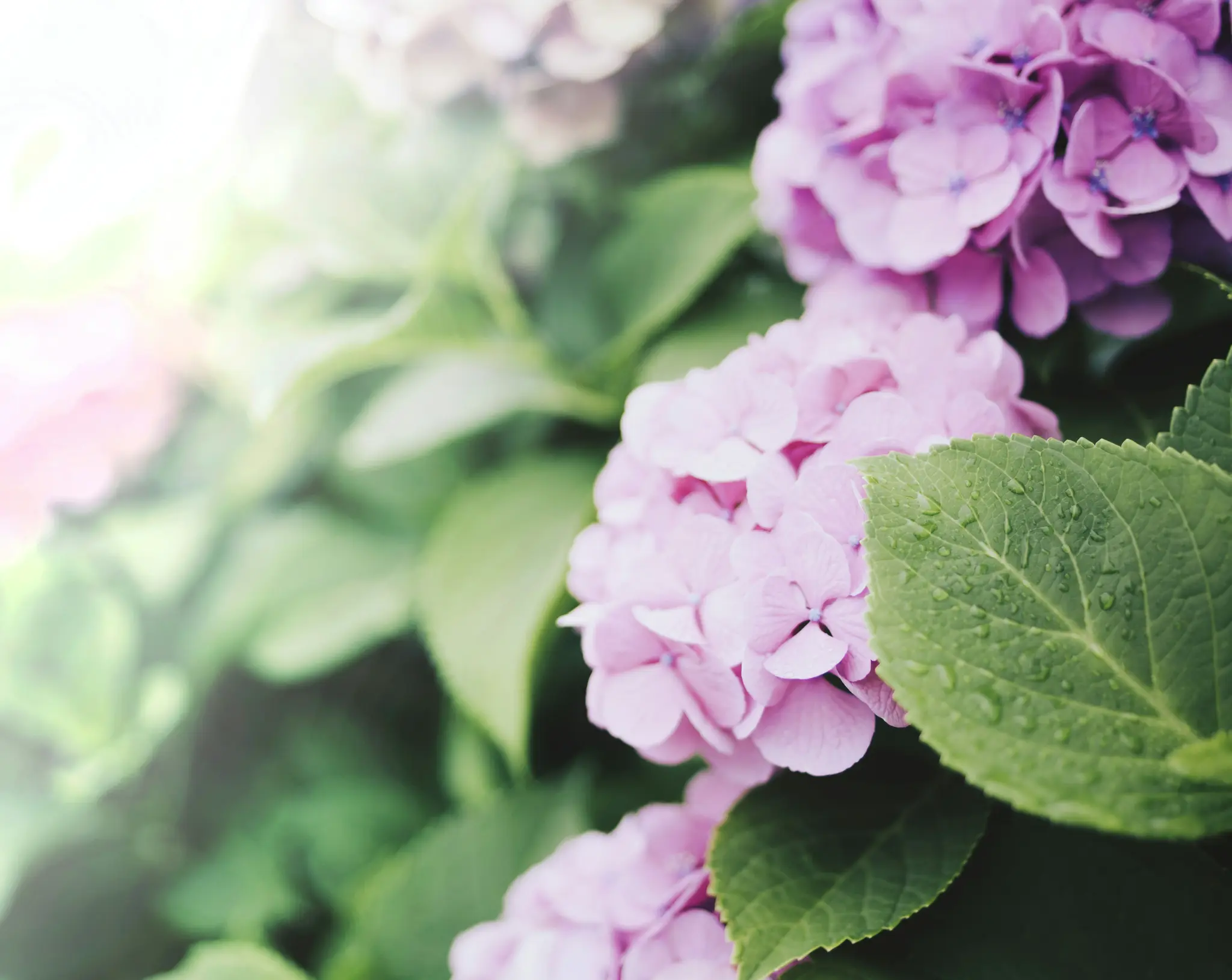 En närbild av livliga rosa och lila hortensiablommor med gröna blad, några med små vattendroppar.