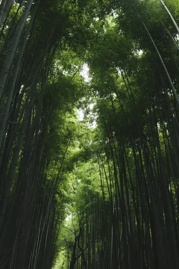 A low-angle view of a dense bamboo forest, with numerous tall, green bamboo stalks reaching towards a bright, overcast sky.