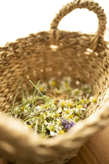 En närbild av en vävd korg av halm fylld med små vita och gula kamomillblommor och lila lavendelkvistar.