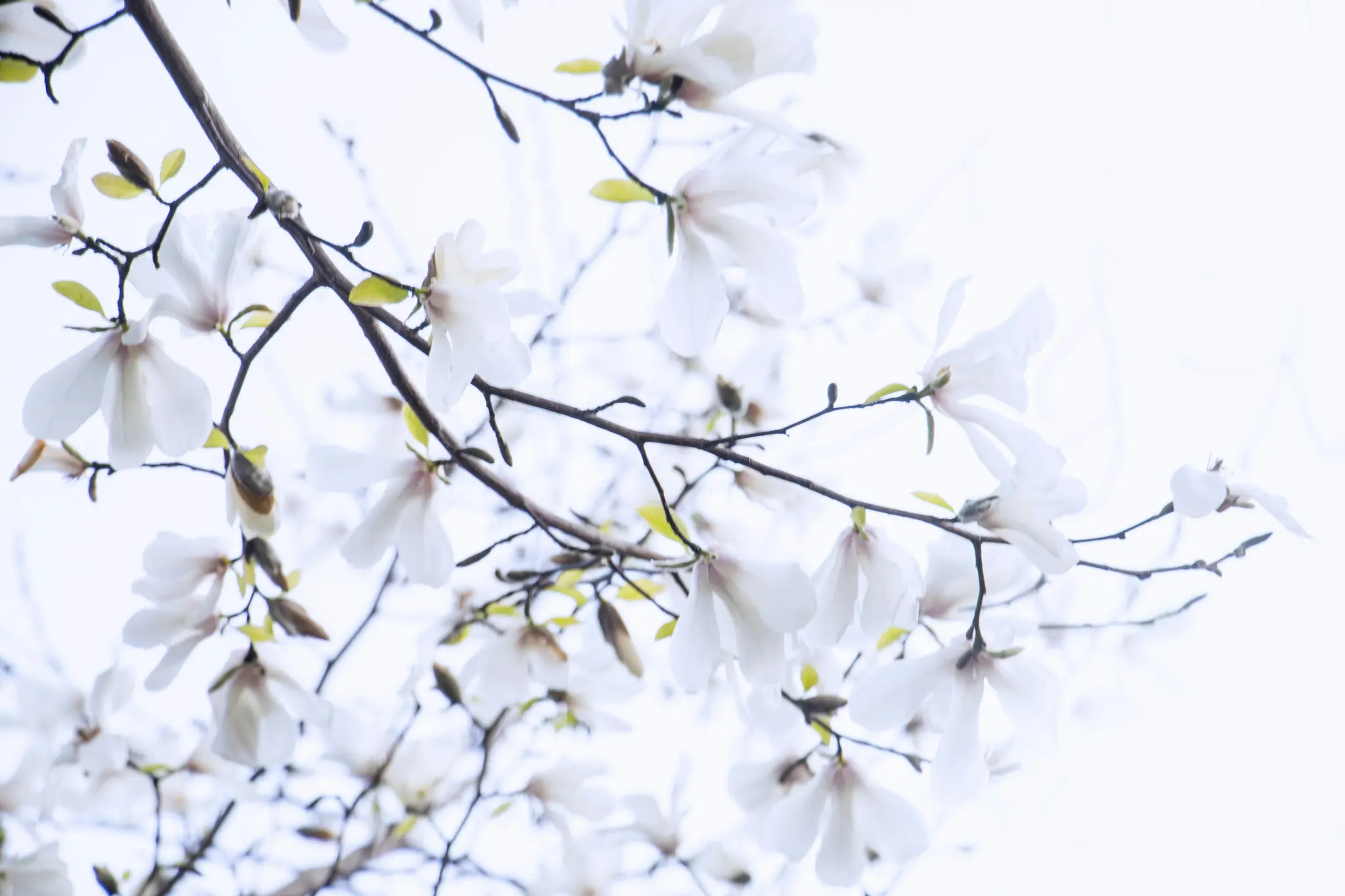 A close-up shot of white magnolia blossoms on dark branches against a bright, soft blue sky, with some buds and small green…