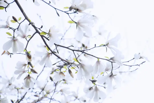 A close-up shot of white magnolia blossoms on dark branches against a bright, soft blue sky, with some buds and small green…