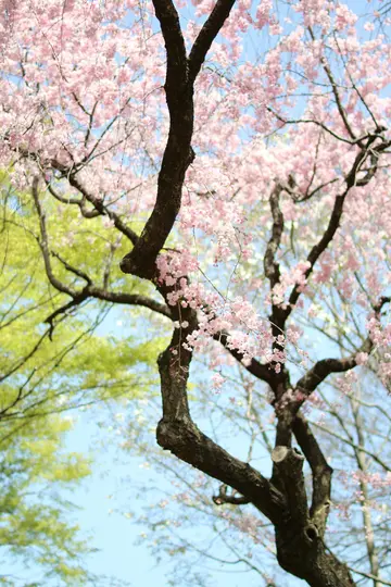 Närbild, uppåtriktad vy av ett körsbärsträd med ömtåliga rosa blommor och mörka grenar mot en klarblå himmel.