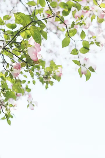 Närbild av en trädgren med delikata rosa och vita blommor och klargröna blad mot en mjuk blå himmel.